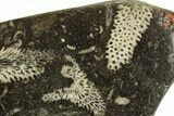 Polished Devonian Fossil Coral and Bryozoan Plate - Morocco #221057-2